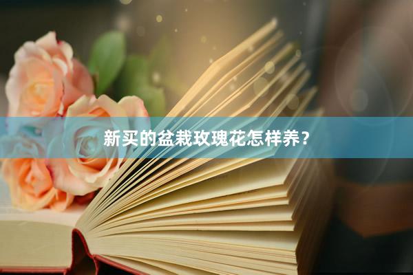 新买的盆栽玫瑰花怎样养？